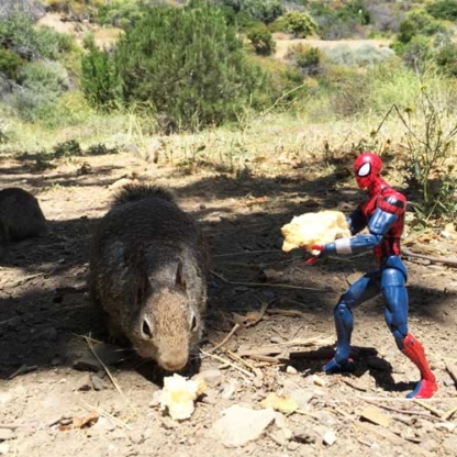 Spider-Man Offering More Bread to a Hungry Squirrel